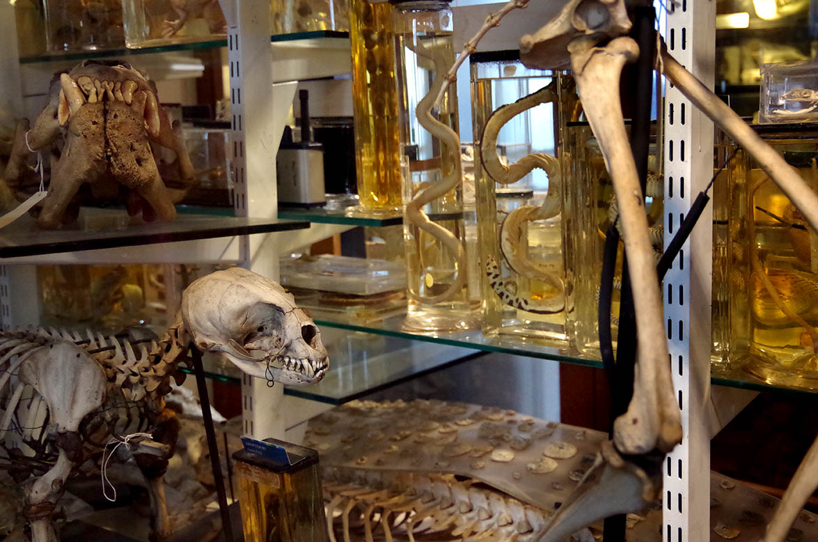 Animal skeleton and animals in formaldehyde displayed in glass cases in the Grant Museum of Zoology